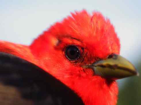 极品红色鸟类：猩红比蓝雀