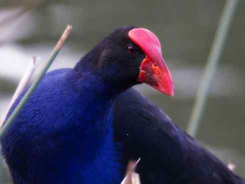 奇特的盔：紫水鸡