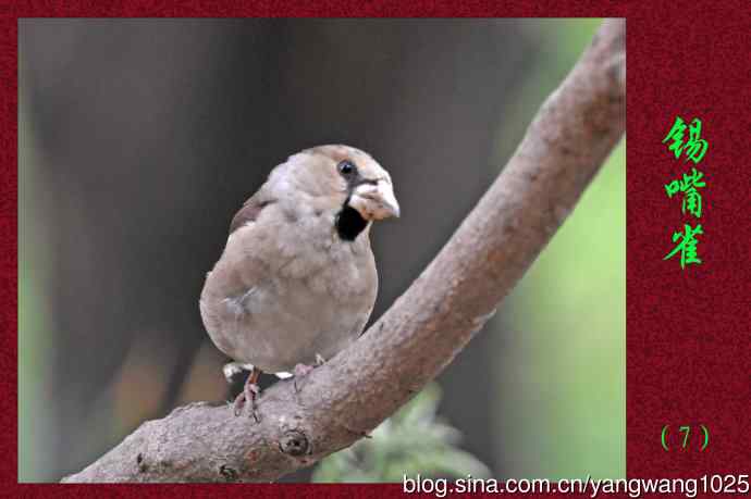 北京天坛公园的鸟类——锡嘴雀（7）