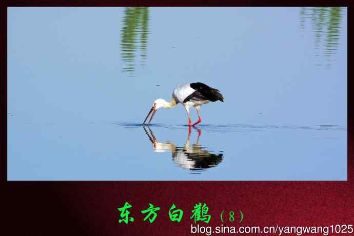 北京南海子公园的鸟类——东方白鹳（8）