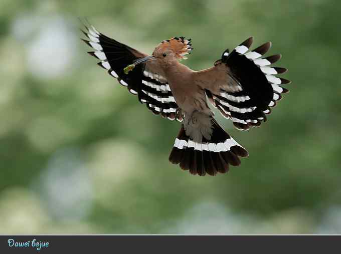 又到戴胜育雏时