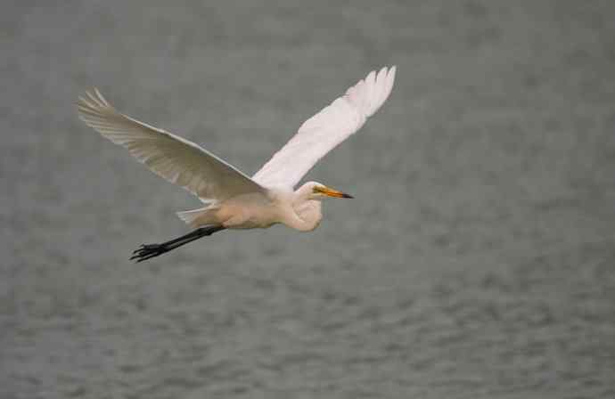 野生白鹭与都市的和谐相处