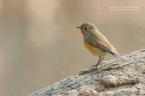 红胁蓝尾 红胁蓝尾