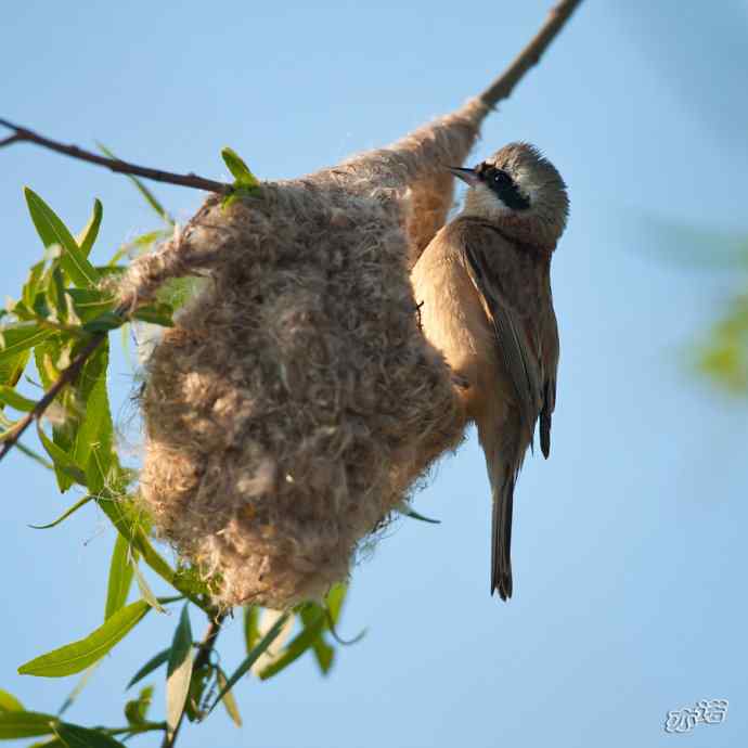 盘锦湿地&nbsp;wbr路&nbsp;wbr中华攀雀