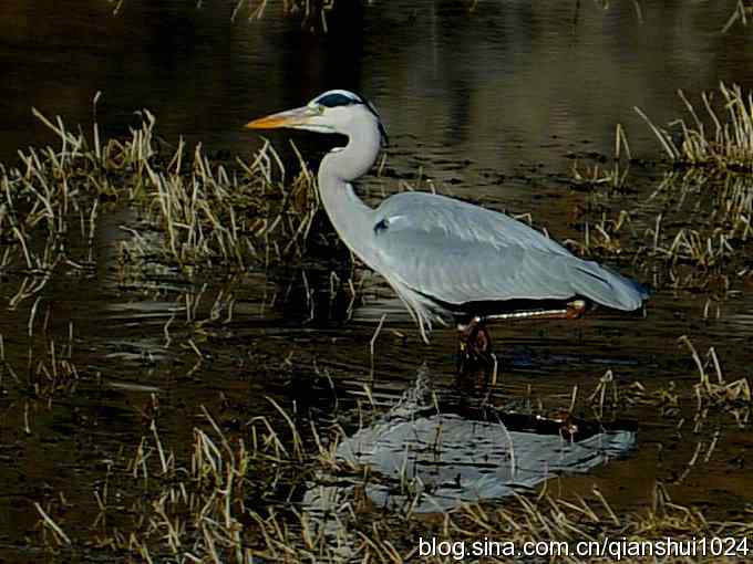 苍鹭抓鱼记(十渡)