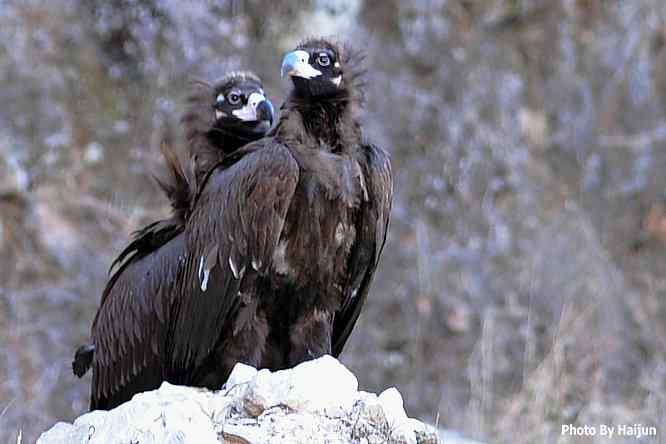 峡谷中 wbr. wbr沐浴阳光的秃鹫