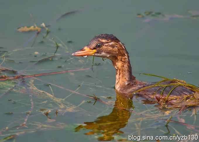 D80拍的小（组图，5张图片）