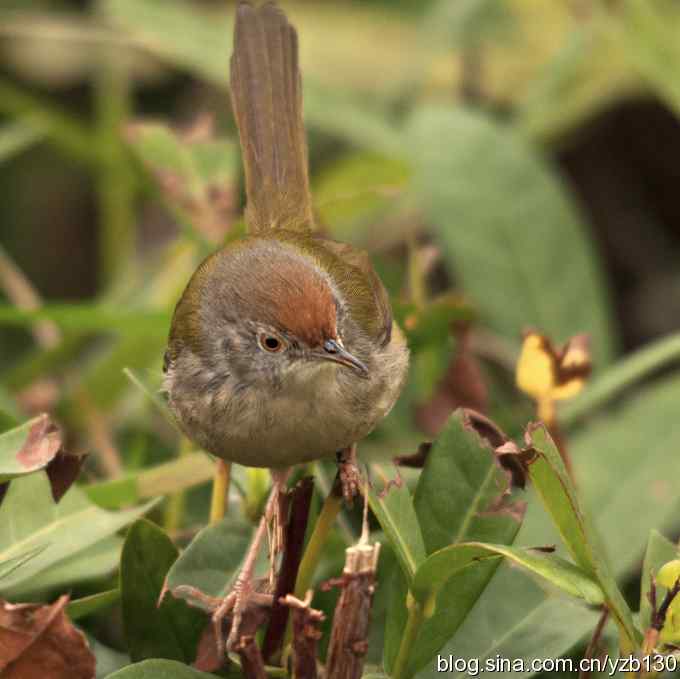 深港拍鸟新纪录（10）鈥斺敵の卜煲遁海ㄗ橥迹