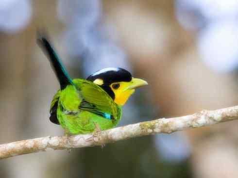 美丽无罪：雀鸟之阔嘴鸟