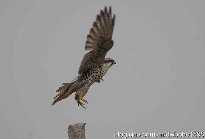 猎隼：国保二级猛禽