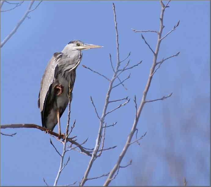 四川西昌鸟类摄影——苍鹭