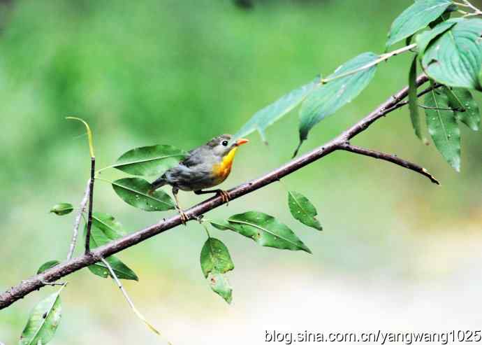 又遇相思鸟(2) 又遇相思鸟(2)