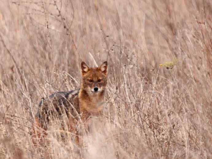 犬科：犬亚科犬属之金豺、黑背豺（胡狼类）