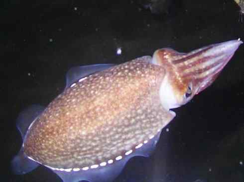 自然奇观:动物大迁徙(乌贼) 自然奇观:动物大迁徙(乌贼)