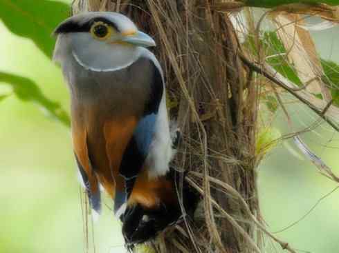 美丽无罪：雀鸟之阔嘴鸟