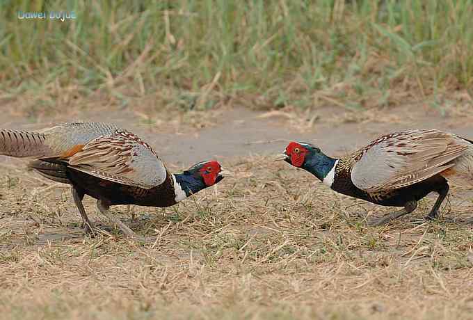 雄风大雉争欢斗勇