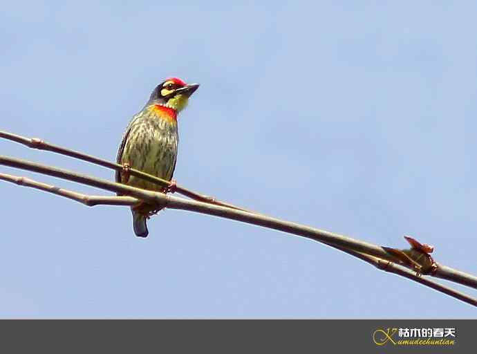 西双版纳拍鸟之一【实拍】