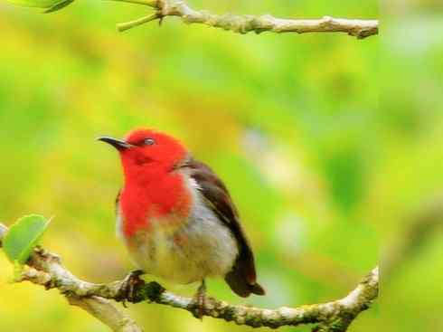 极品红色鸟类：绯红摄蜜鸟