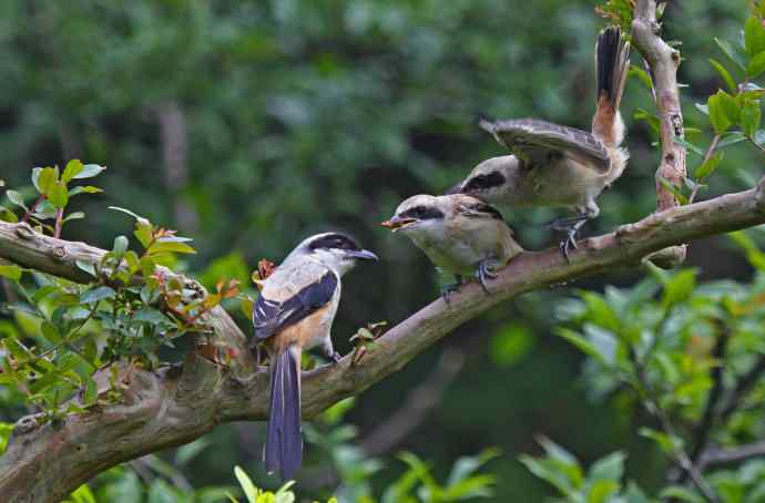 207.小伯劳成长记（3）亲鸟育儿篇
