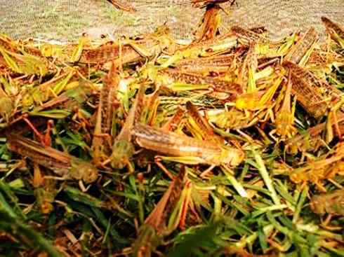 自然奇观：动物大迁徙(东亚飞蝗）