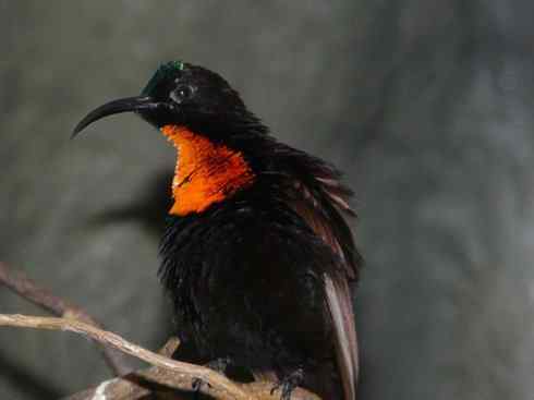 绝色攀禽:戴胜与林戴胜 绝色攀禽:戴胜与林戴胜