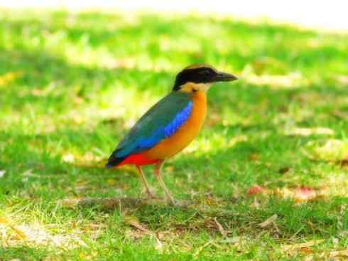 家禽驯化之源之二十九