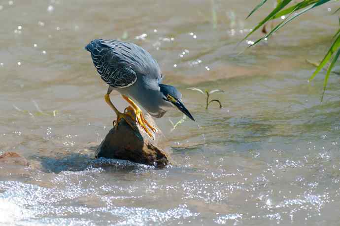 潮河渔郎绿鹭鸶☆★ 潮河渔郎绿鹭鸶☆★