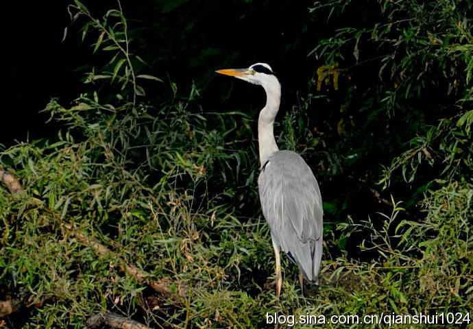 一只漂亮的苍鹭(稻香湖) 一只漂亮的苍鹭(稻香湖)