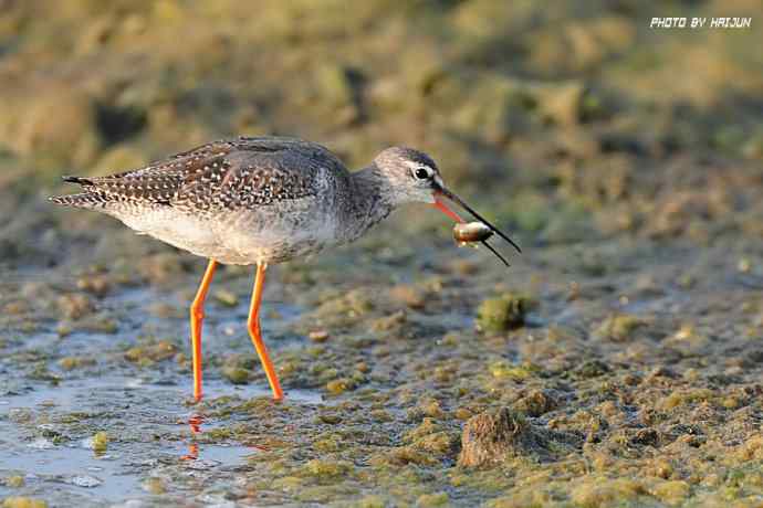 秋实（鹤鹬 wbr遗鸥 wbr扇尾沙锥 wbr金斑鸻）