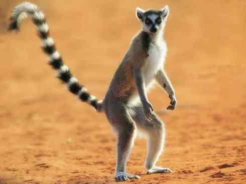 动物世界：山寨还是原创之八