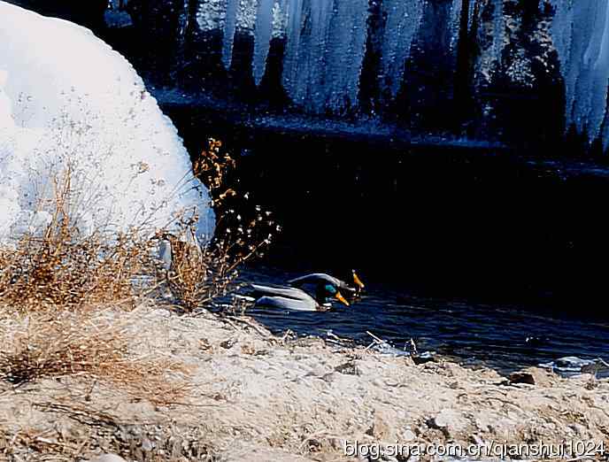 晒鸟儿红嘴蓝鹊和鹮嘴鹬