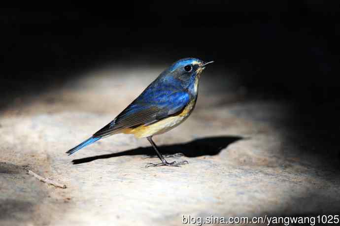 雄性红胁蓝尾鸲（15）