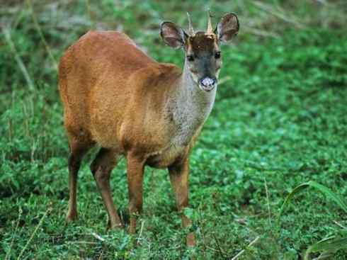 麒麟：传说的兽原型探秘（白尾鹿）