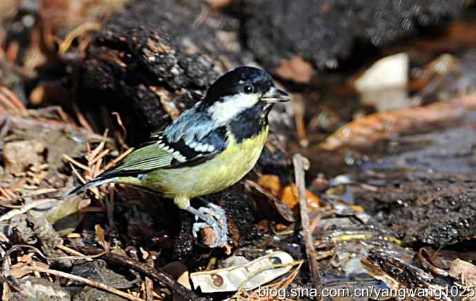 北京植物园的鸟类——黄腹山雀 2