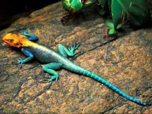 自然奇观：动物大迁徙(绿鬣蜥）