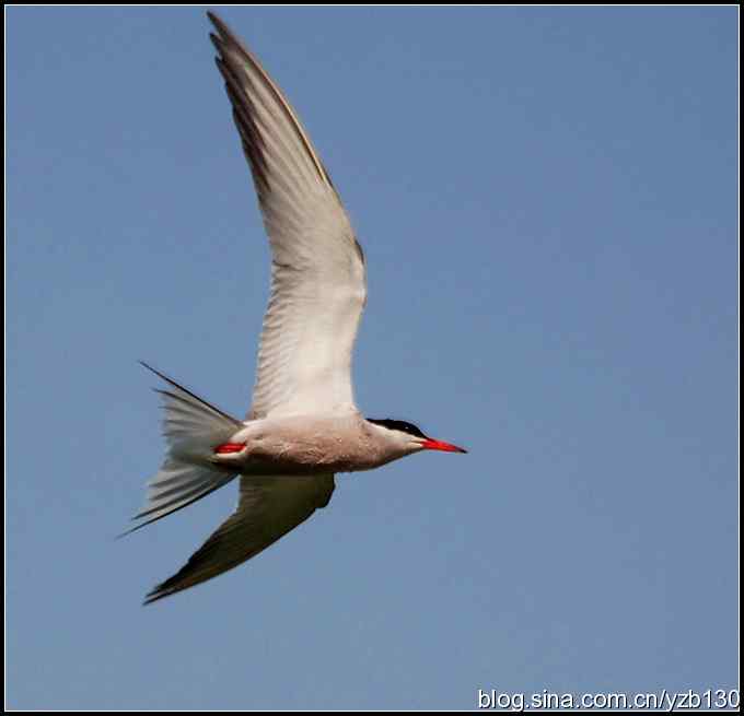 高尔基笔下的海燕是什么鸟？（组图）（蒙古行2）