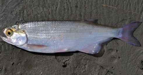 鱼类活化石：月眼鱼