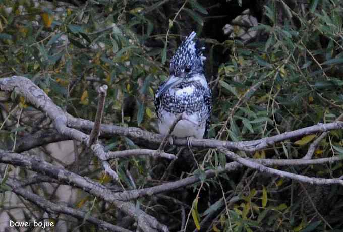 永定河湿地观鸟秋游