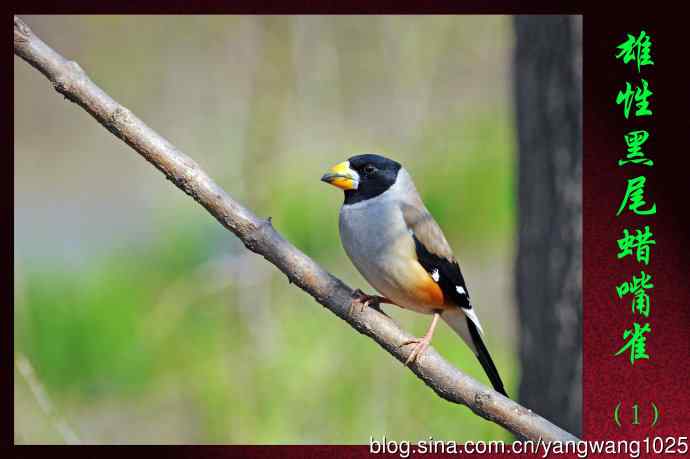 北京天坛公园的鸟类——雄性黑尾蜡嘴雀（1）