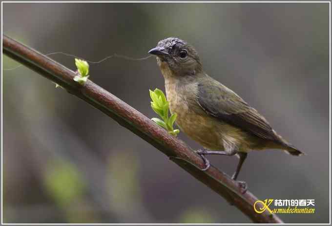 三天守候一只鸟【照片】