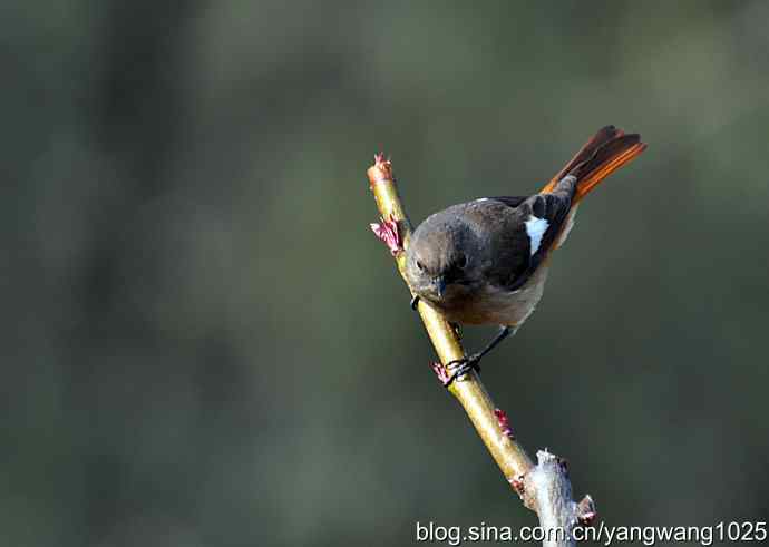 第一场春雨之后 wbr1