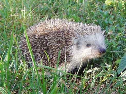 动物世界：山寨还是原创之三