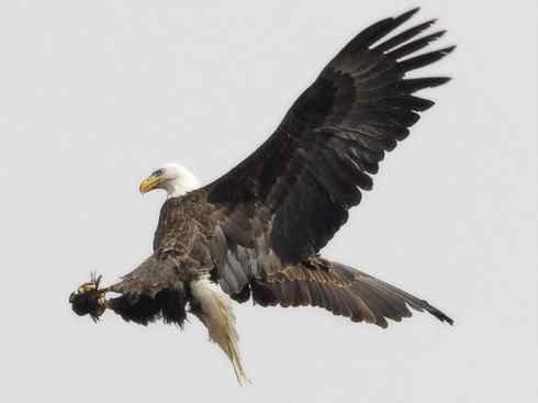 白头鸟系列:另类的美丽12 白头鸟系列:另类的美丽12