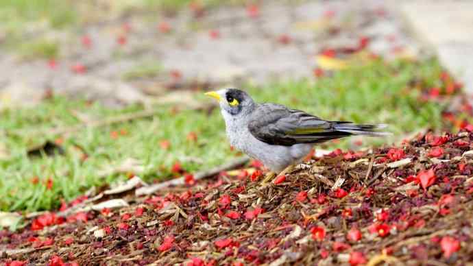 澳洲拍鸟鈥斺斘薮Σ辉诘暮诙羁笪勰 澳洲拍鸟鈥斺斘薮Σ辉诘暮诙羁笪勰