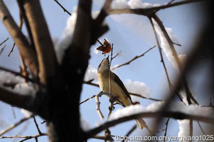 雪中觅食的白头鹎