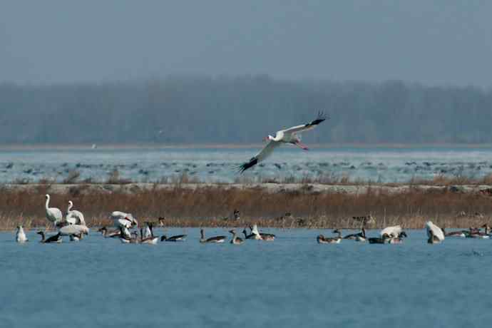 【新鸟】暮春观白鹤☆