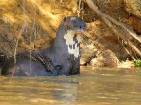 十大喜食蜂蜜动物：黄喉貂
