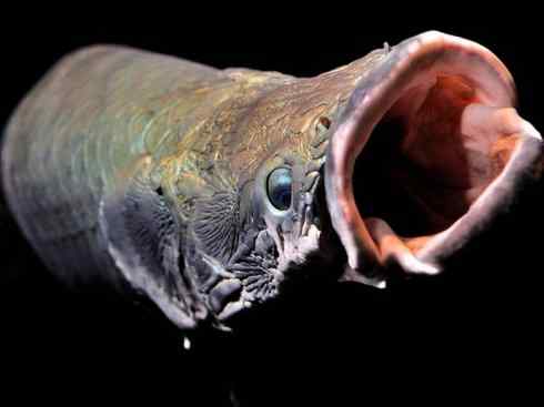 鱼类活化石：巨骨舌鱼