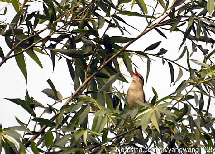 东方大苇莺 东方大苇莺