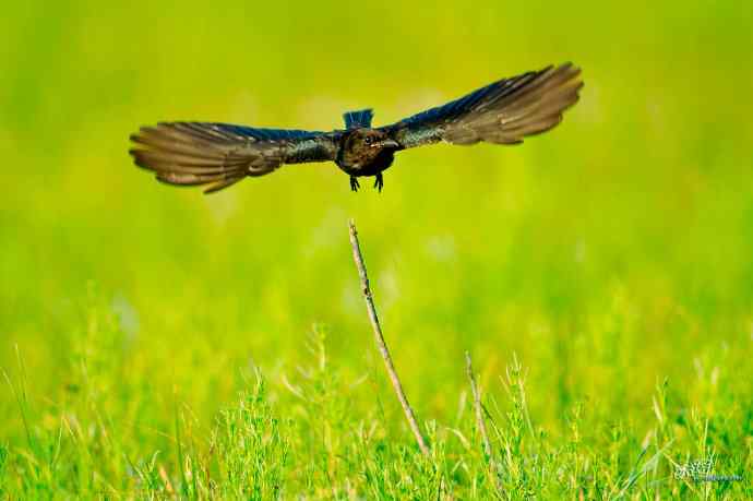 野鸭湖的黑衣舞者